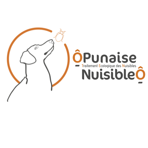 Ô_punaise_nuisible
